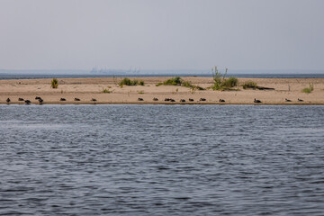 Wall Mural - Ducks in nature reserve for birds called Mewia Lacha on Sobieszewo Island, Gdansk Bay in the Baltic Sea, Poland