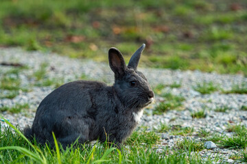 Wall Mural - one cute young grey rabbit with white fur on the neck sits on gravel ground filled with green grasses