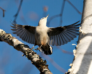 Wall Mural - White-Breasted Nuthatch bird photo stock. White-Breasted Nuthatch bird close-up profile view with spread wings and looking towards the blue sky background in its environment and habitat.