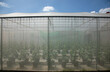 © Wonchalerm - Greenhouse for cultivating plant is made from nylon net which can protect fruit and vegetable plants from pest and insect, and is important for agriculture and food industries where is in rural area