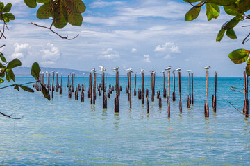 Poster - The beautiful flora and fauna of Cahuita national park, Costa Rica