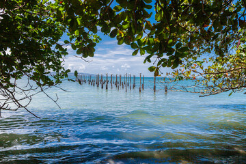 Poster - The beautiful flora and fauna of Cahuita national park, Costa Rica