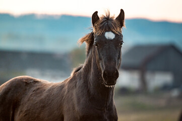 Wall Mural - Healthy beautiful chestnut welsh horse pony in autumn season outside on pasture.