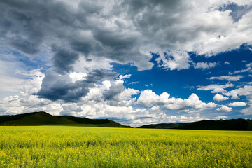 Wall Mural - The summer prairie and cloudscape of Hulunbuir of China.