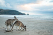 © Ollie - Kangaroo's on the beach