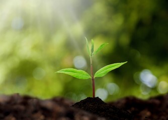 Canvas Print - Agriculture.