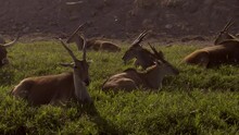 Group Of Eland Antelope Resting In Grassy Field, Backlit Dolly Shot