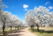 White Bradford Pear Trees Blooming Along A Street In The Texas Spring. Sunny Day With Beautiful Blue Sky And White Clouds. 
