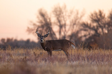 whitetail buck standing broadside at dusk, rocky mountain arsenal national wildlife refuge colorado,
