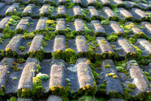 Moss Growing On The Roof Tiles. Close Up. Selective Focus.