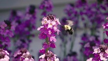Slow Motion 240fps Carpenter Bee Buzzing Over To Purple Flowers In A Home Garden On A Sunny Spring Morning