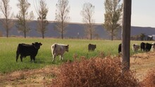 This Video Shows A Herd Of Cattle Walking Away On Rural Green Grass Pasture Land.