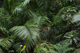 Fototapeta  - palm tree leaves.Selective focus	
