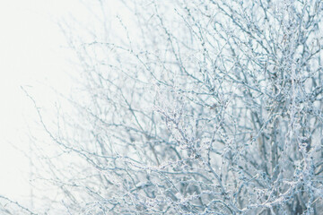 frozen tree branch close-up. frost on plants. winter landscape: the snow on the nature