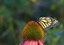 Monarch Butterfly On Pastel Colored Coneflower In Flower Garden.