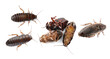 © New Africa - Many cockroaches on white background, top view. Pest control