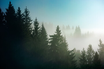 Wall Mural - spruce trees among the morning fog in winter. beautiful nature in cold season. moody dramatic weather