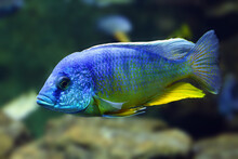 Aulonocara Nyassae, Known As The Emperor Cichlid. Blue Fish In Dark Water.