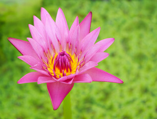 Beautiful pink lotus flower or waterlily over green plant background