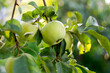 © Anna - green apple hanging on a branch. Photo taken with selective focus and noise effect