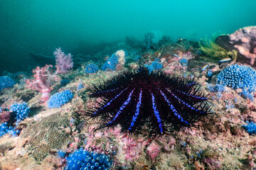 Crown of thorns sea star