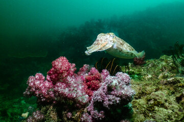 Wall Mural - Cuttle fish