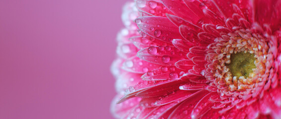 Wall Mural - pink gerbera flower petals with drops of water, macro on flower, beautiful abstract background. bann