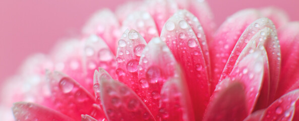 Wall Mural - pink gerbera flower petals with drops of water, macro on flower, beautiful abstract background. bann