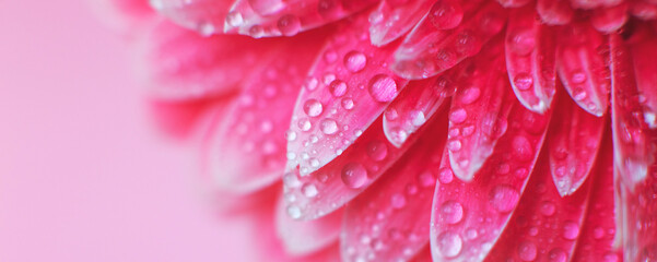 Wall Mural - pink gerbera flower petals with drops of water, macro on flower, beautiful abstract background. bann