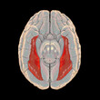 Human brain with highlighted fusiform gyrus