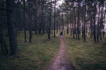 Wall Mural - Footpath in a dune forest on Vistula Spit between Vistula Lagoon and Bay of Gdansk, near Katy Rybackie village, Poland