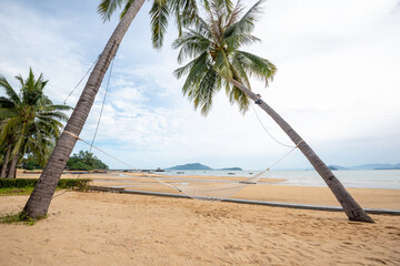 Hammock between two coconut trees on a tropical island