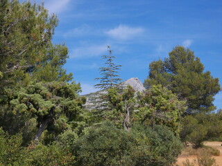 Magnificent landscape with the beauty of the nature of Provence near Aix en Provence and the Sainte-Victoire mountain in the background