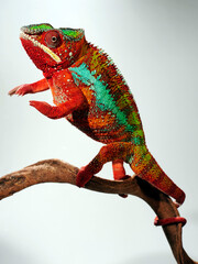 Poster - Panther chameleon // Pantherchamäleon (Furcifer pardalis) 