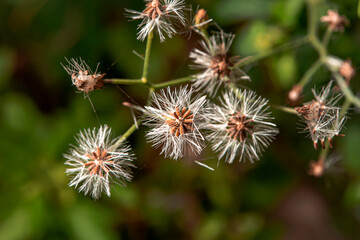 Canvas Print - The seed of the grass ready for growth.