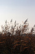 reeds at sunset