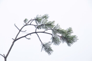 branch of a pine