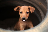Fototapeta Do akwarium - funny brown puppy in an old black car tire tire