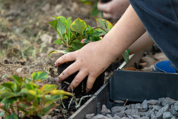 teenager and child hands helping plant flowers, working together in garden. Concept, green world