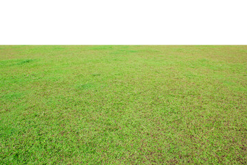 Sticker - green grass field on white background.