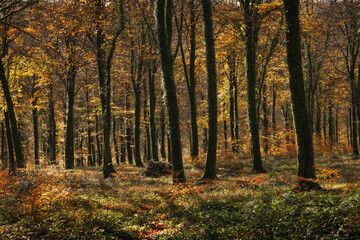  autumn in the beech forest