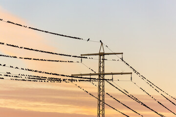 Wall Mural - flock of birds on overhead line against evening sky