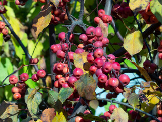 paradise apples on a branch