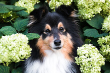 Cute, Fluffy Black White Shetland Sheepdog, Little Sheltie Outside On Summer Time In Blooming Green Lime Colored Hydrangea. Fur Small Collie, Little Lassie Dog Smiling On Summer Day In The Park  