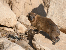 Rock Hyrax, Found In The Israeli Desert Near The Dead Sea