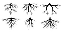 Root Vector Set Isolated On White Background. Tree Roots System Silhouettes Collection. Underground Growing Fibrous Structure. Black Graphic Design In Eps10 Format.