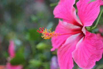 Wall Mural - macro shot of a beautiful and vibrant hibiscus flower on a green background. in the tropical garden.