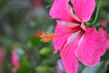 Wall Mural - macro shot of a beautiful and vibrant hibiscus flower on a green background. in the tropical garden.