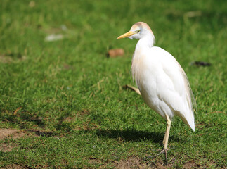 Wall Mural - Cattle Egret standing on green grass