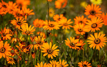 Group Of Orange Daisy Wildflowers Viewed From The Side In The Biedouw Valley
